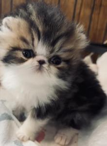 Brown patch - Persian Kitten For Sale - Joplin&comma; MO&comma; US