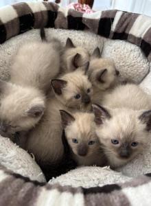 Katarinas kittens - Siamese Kitten For Sale - Clarksville&comma; TN&comma; US