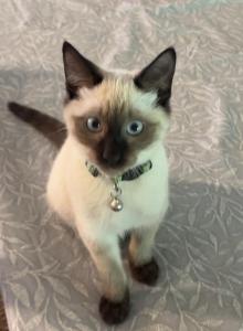 Dutch - Siamese Kitten For Sale - Branson&comma; MO&comma; US