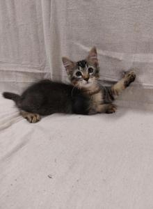 Tabby Kittens - Domestic Kitten For Adoption - AL&comma; US