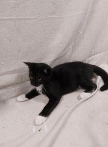 Elsie's litter MALE - Domestic Kitten For Adoption - AL&comma; US