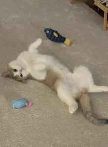 Bebe - Scottish Straight Cat For Adoption - Phila&comma; PA&comma; US