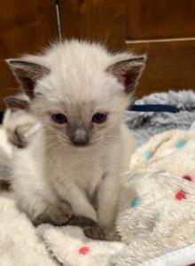 Mrs Mistoffeles - Colorpoint Shorthair Kitten For Adoption - Coalville&comma; UT&comma; US