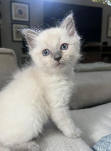 Blue point ragdoll - Ragdoll Kitten For Sale - Scottsdale&comma; AZ&comma; US