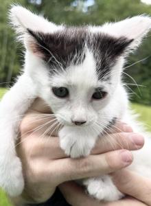 Tigger - Domestic Kitten For Sale - Ashburnham&comma; MA&comma; US