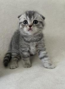 Smokey - Scottish Fold Kitten For Sale - Spartanburg&comma; SC&comma; US