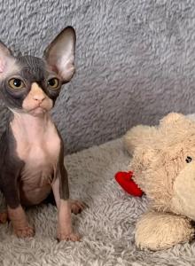 Cookie - Sphynx Kitten For Sale - MA&comma; US