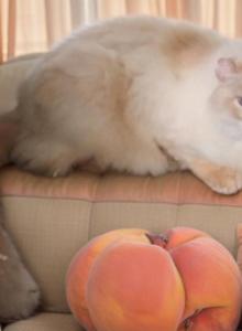 Apache - Himalayan Cat For Sale - Walterboro&comma; SC&comma; US