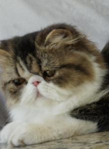 Pommelee     Exotic Longhair - Exotic Kitten For Sale - Bonita Springs&comma; FL&comma; US