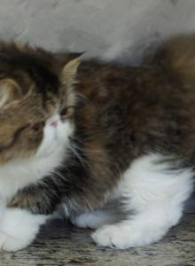 Pommelee     Exotic Longhair - Exotic Kitten For Sale - Bonita Springs&comma; FL&comma; US