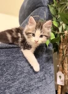 Oreo - Maine Coon Kitten For Sale - NY&comma; US