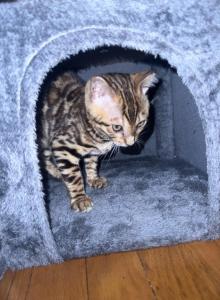 Bengal Kitten - Domestic Kitten For Sale - Westfield&comma; MA&comma; US