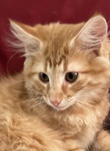Fritz - Norwegian Forest Kitten For Sale - Arpin&comma; WI&comma; US