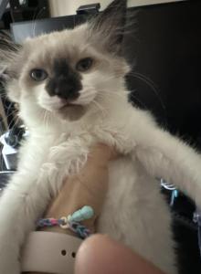 Mochi - Siamese Kitten For Sale - Sharon&comma; MA&comma; US