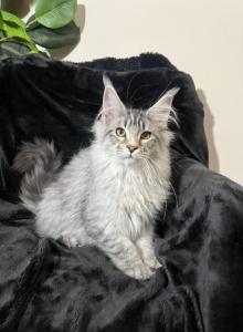 Forzho - Maine Coon Kitten For Sale - Millingport&comma; NC&comma; US