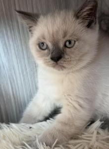 Mario - British Shorthair Kitten For Sale - Brooklyn&comma; NY&comma; US