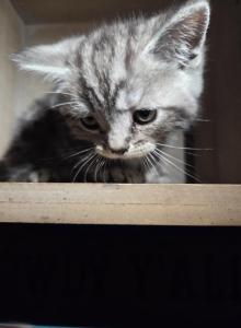 Big Boy pricedrop - Himalayan Kitten For Sale - Canton&comma; OH&comma; US