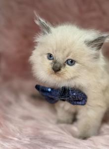 Ragdoll - Ragdoll Kitten For Sale - Barberton&comma; OH&comma; US