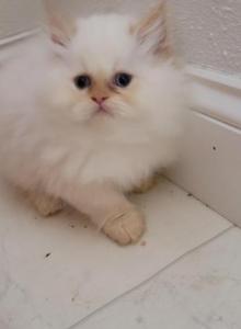 Paul - Himalayan Kitten For Sale - IL&comma; US