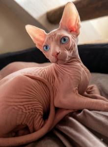 LOVE - Sphynx Kitten For Sale - CA&comma; US