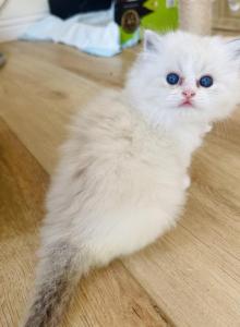 Athena - Ragdoll Kitten For Sale - Monrovia&comma; CA&comma; US