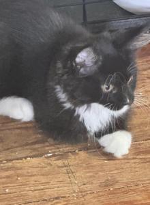 Banksy of Donnelly - Maine Coon Kitten For Sale - Port Clinton, OH, US Banksy of Donnelly - Maine Coon Kitten For Sale - Port Clinton, OH, US