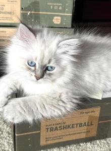 LIBRA - Siberian Kitten For Sale - Bonita Springs, FL, US LIBRA - Siberian Kitten For Sale - Bonita Springs, FL, US