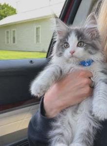 poppy and Fern - Maine Coon Kitten For Sale - Monroe, OH, US poppy and Fern - Maine Coon Kitten For Sale - Monroe, OH, US