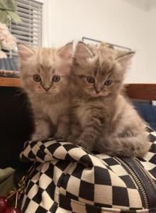 Ragdoll Persians - Ragdoll Kitten For Sale - Moravian Falls, NC, US Ragdoll Persians - Ragdoll Kitten For Sale - Moravian Falls, NC, US