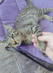 Rumi - Domestic Kitten For Adoption - Hoschton, GA, US Rumi - Domestic Kitten For Adoption - Hoschton, GA, US