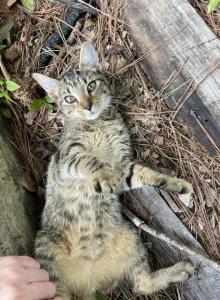 Lyra - Domestic Kitten For Adoption - Hoschton, GA, US Lyra - Domestic Kitten For Adoption - Hoschton, GA, US