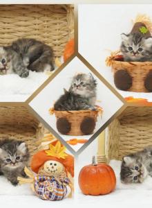 Adele CFA Health Tested - Persian Kitten For Sale - FL, US Adele CFA Health Tested - Persian Kitten For Sale - FL, US