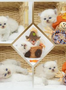 Drake CFA Health Tested - Himalayan Kitten For Sale - FL&comma; US