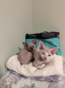 Mini - Devon Rex Kitten For Sale - Port Richey, FL, US Mini - Devon Rex Kitten For Sale - Port Richey, FL, US