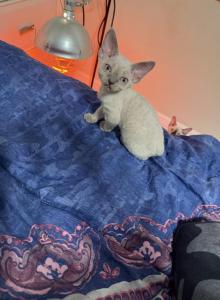 Celeste - Devon Rex Kitten For Sale - Port Richey, FL, US Celeste - Devon Rex Kitten For Sale - Port Richey, FL, US