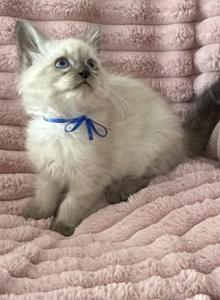 TICA Registered Blue Ribbon Male - Ragdoll Kitten For Sale - PA, US TICA Registered Blue Ribbon Male - Ragdoll Kitten For Sale - PA, US