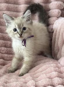 PENDING TICA Registered Purple Ribbon - Ragdoll Kitten For Sale - PA, US PENDING TICA Registered Purple Ribbon - Ragdoll Kitten For Sale - PA, US