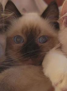 Spring Kittens - Ragdoll Kitten For Sale - TX, US Spring Kittens - Ragdoll Kitten For Sale - TX, US