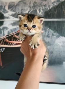 Scottish Stright Spike - Scottish Fold Kitten For Sale - Lincoln, NE, US Scottish Stright Spike - Scottish Fold Kitten For Sale - Lincoln, NE, US