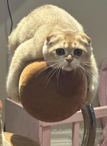 Purrsey Jr - Scottish Fold Kitten For Sale - PA, US Purrsey Jr - Scottish Fold Kitten For Sale - PA, US