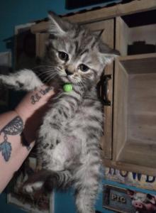 2 Chocolate males - Himalayan Kitten For Sale - Canton, OH, US 2 Chocolate males - Himalayan Kitten For Sale - Canton, OH, US