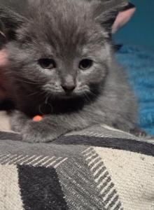 Smoke male - Himalayan Kitten For Sale - Canton&comma; OH&comma; US