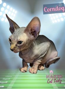 Corndog the Sphynx Kitten - Sphynx Kitten For Sale - Oklahoma City, OK, US Corndog the Sphynx Kitten - Sphynx Kitten For Sale - Oklahoma City, OK, US