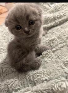 Bunny - Scottish Fold Cat For Sale - Skokie, IL, US Bunny - Scottish Fold Cat For Sale - Skokie, IL, US