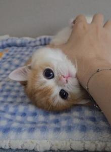 Royce - British Shorthair Kitten For Sale - Chino, CA, US Royce - British Shorthair Kitten For Sale - Chino, CA, US