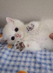 Aven - British Shorthair Kitten For Sale - Chino, CA, US Aven - British Shorthair Kitten For Sale - Chino, CA, US