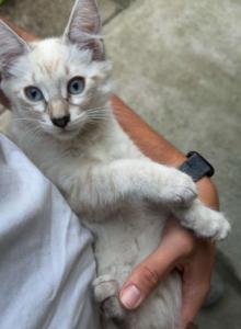 Male Siamese kitten - Siamese Kitten For Adoption - Westfield, MA, US Male Siamese kitten - Siamese Kitten For Adoption - Westfield, MA, US