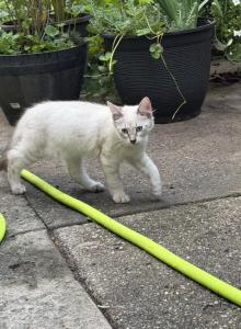 Siamese female kitten - Siamese Kitten For Adoption - Westfield, MA, US Siamese female kitten - Siamese Kitten For Adoption - Westfield, MA, US