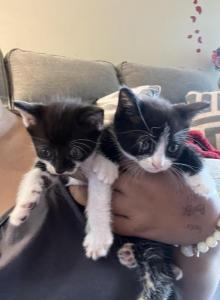 Tiny Kittens - American Shorthair Kitten For Sale - Colesville, MD, US Tiny Kittens - American Shorthair Kitten For Sale - Colesville, MD, US