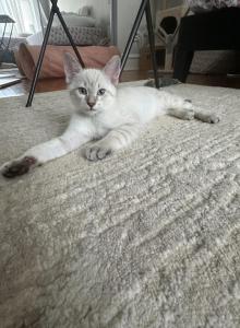Cody - Balinese Kitten For Sale - Chicago, IL, US Cody - Balinese Kitten For Sale - Chicago, IL, US